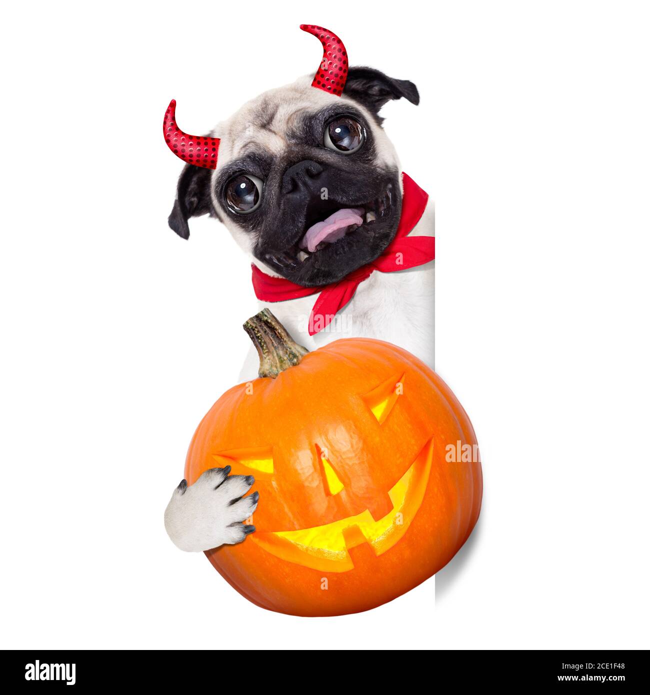 trucco o trattare il cane Foto Stock