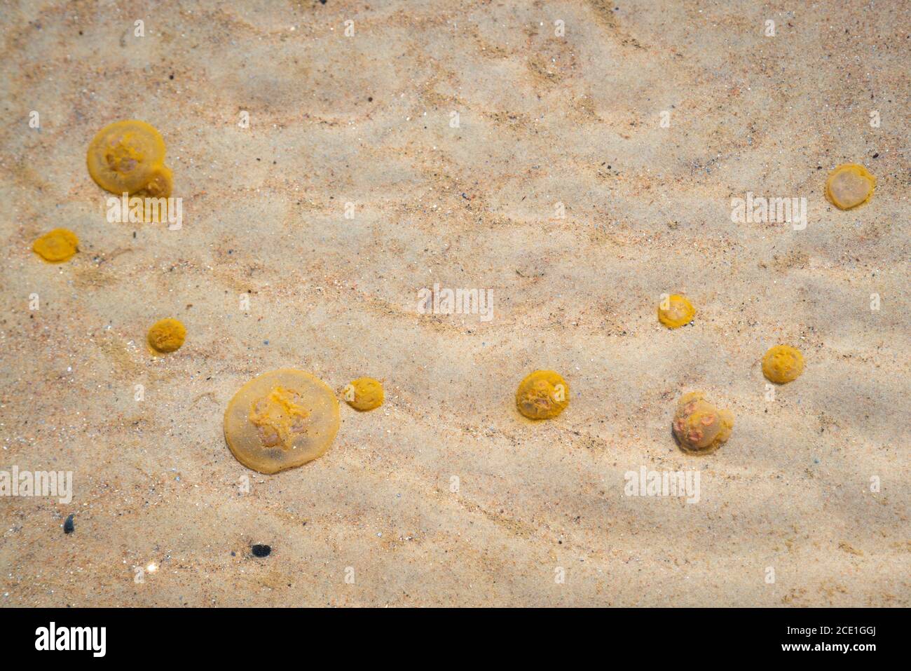 Meduse morte si sono arenate sulla spiaggia. Medusa morta nelle acque poco profonde vicino alla riva. Nessuno Foto Stock