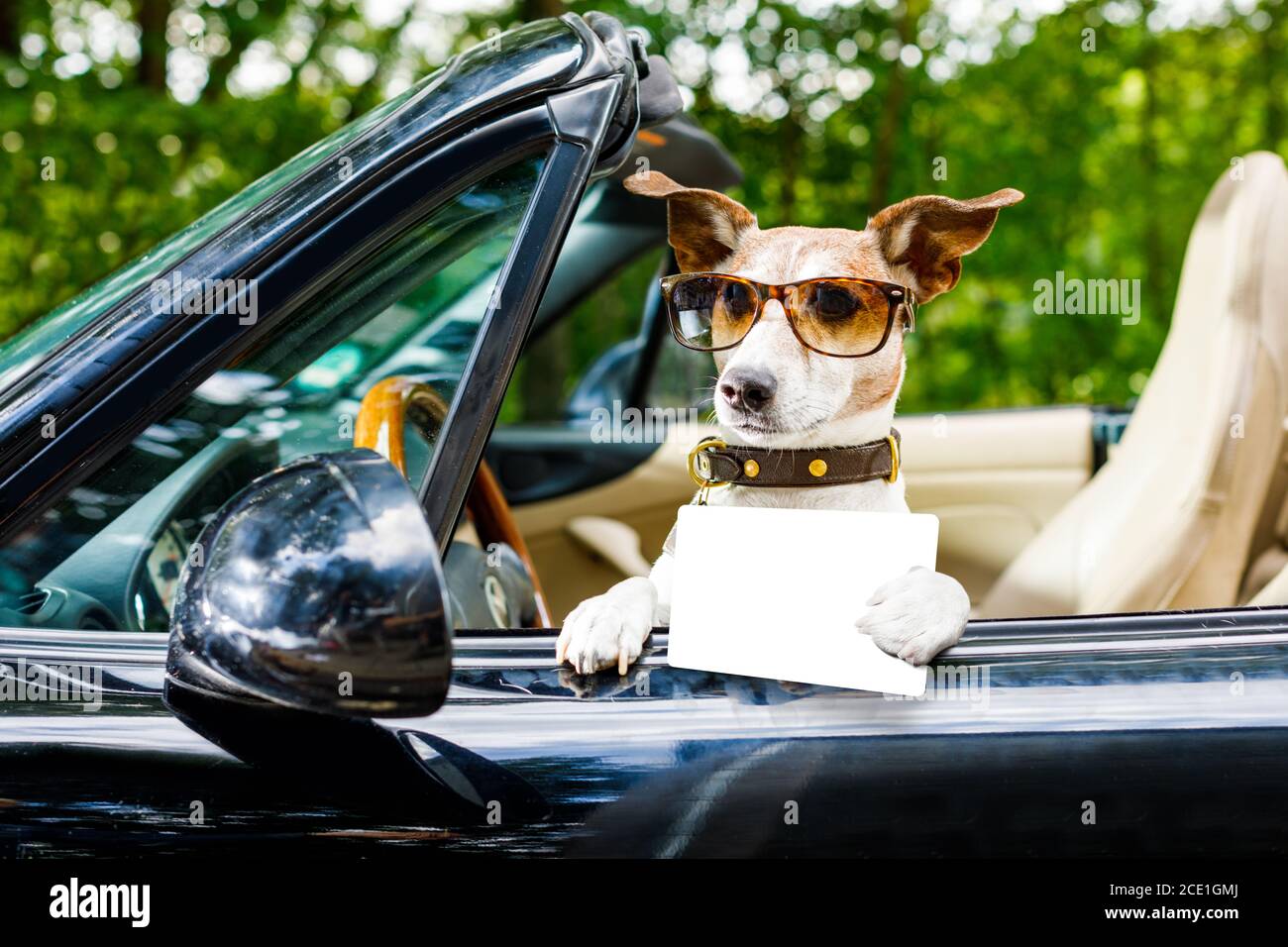 patente di guida di un'auto Foto Stock