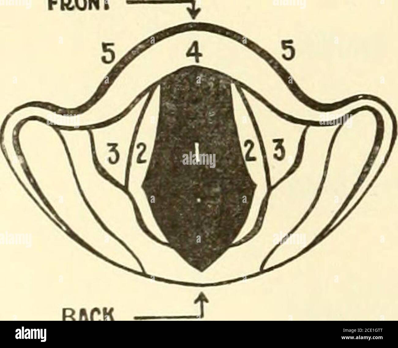 . Voce e canto : un metodo pratico per lo studio del canto . 12 il naso. 11 le cavità nasali. 10 la faringe superiore. 9 il Pa/ate duro. 8 l'uvula ) mostra la posizione quando si spegne la faringe superiore e r e quando si canta- o jj. A » i i ™V una nota alta. Vedere Soft palate J pagine 32 e 53. 7 la bocca (la cavità orale J. 6 la lingua. 5 i denti. 4 le labbra. 3 la faringe inferiore. 2 l'epiglottide. 1 f all'interno della laringe ISI mostrato l'ingresso al ventricolo Larvnx J tne leff &gt;inp. Laringe. &lt; tra i bordi 0f i il Falso (FC) e il vero (TC^) corde vocali UN Arytenoid Carti Foto Stock