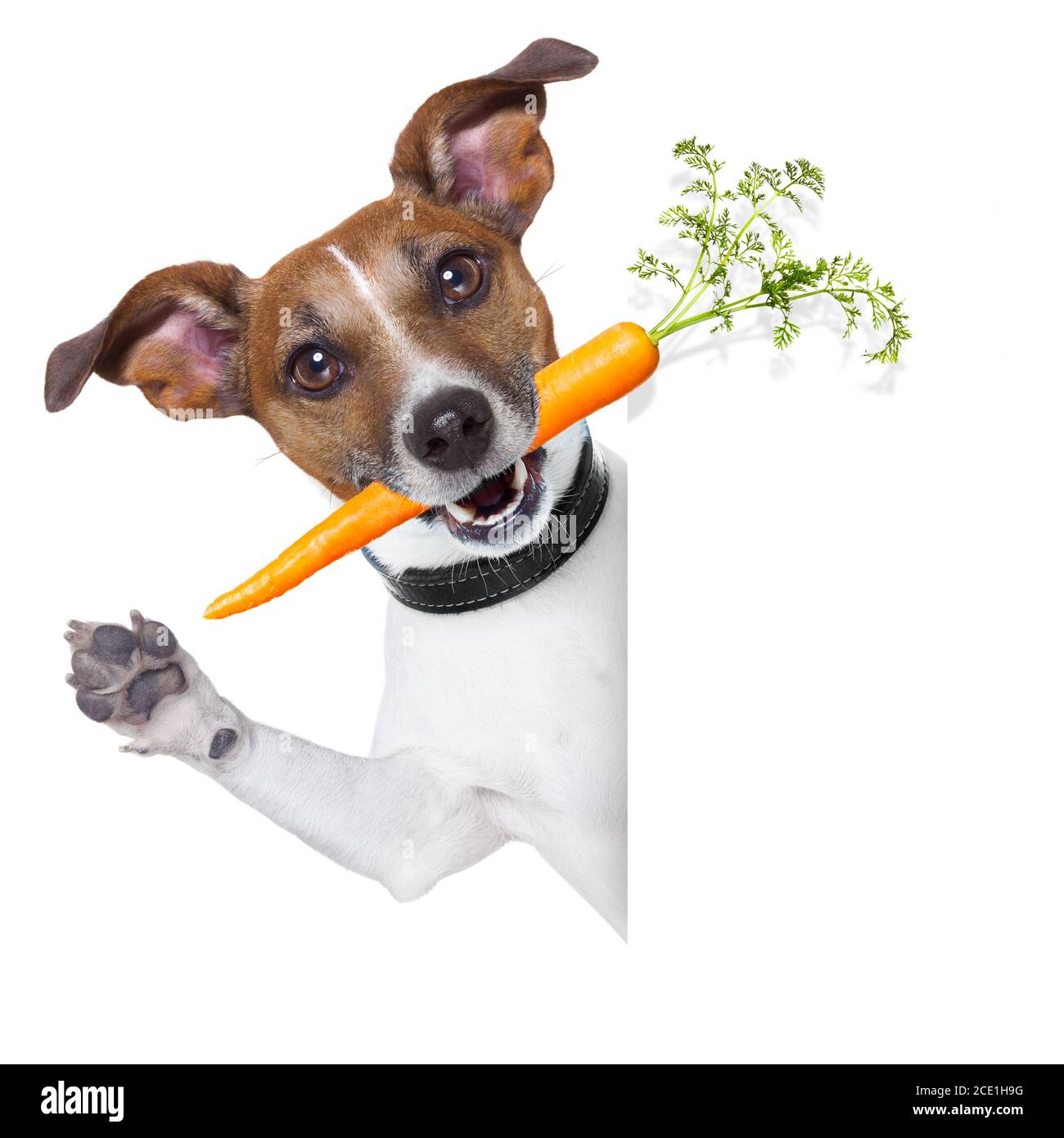 Cane sano con una carota Foto Stock