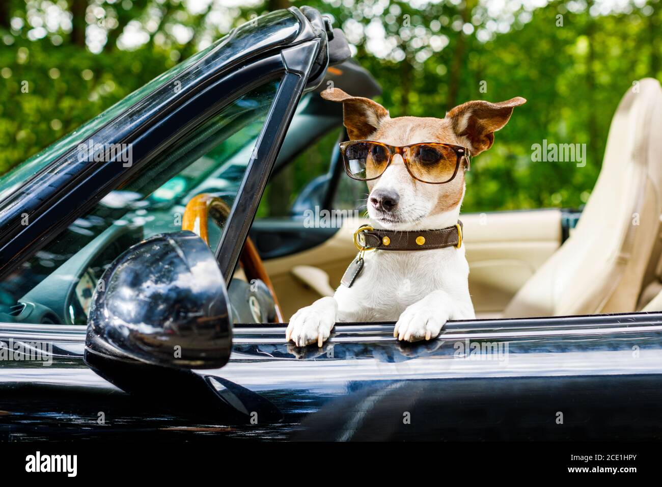 patente di guida di un'auto Foto Stock
