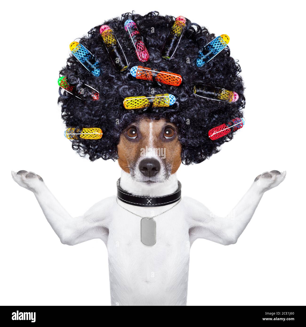 parrucchiere cane con arricciacapelli Foto Stock
