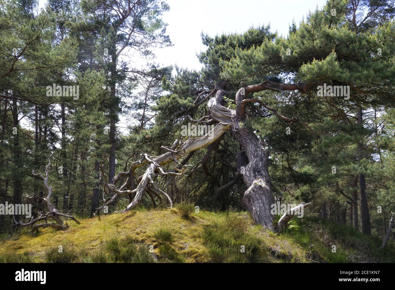 vecchio albero di pino Foto Stock