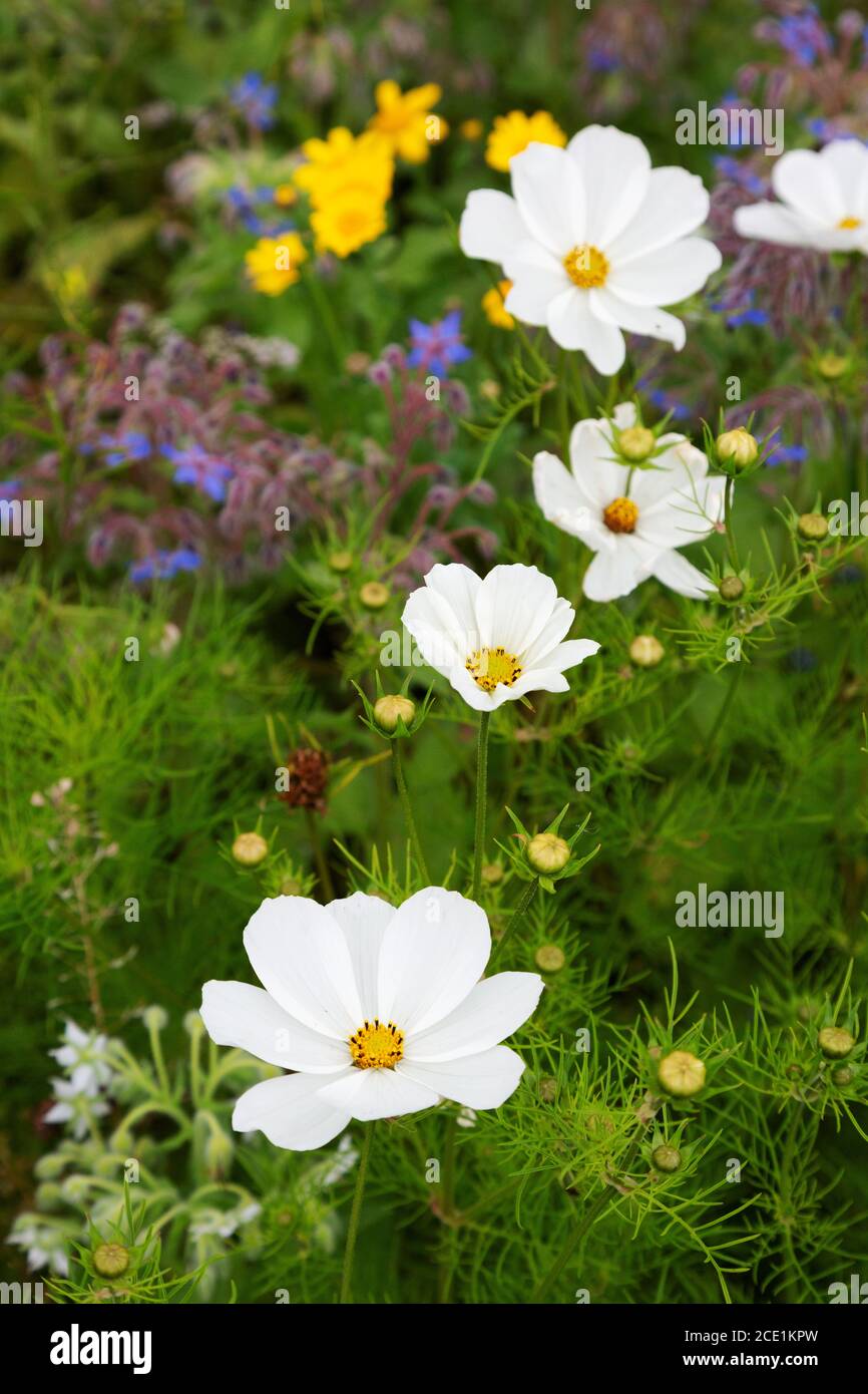 White Garden Cosmos, aka. Messicano astro, Cosmos Bipinnatus, fiorendo tra gli altri fiori in un giardino d'inghilterra, Suffolk UK Foto Stock