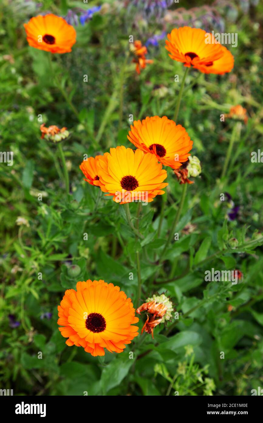Fiori arancioni colorati del marigold del Pot o del Marigold comune, Calendula officinalis, che cresce in un giardino britannico Foto Stock