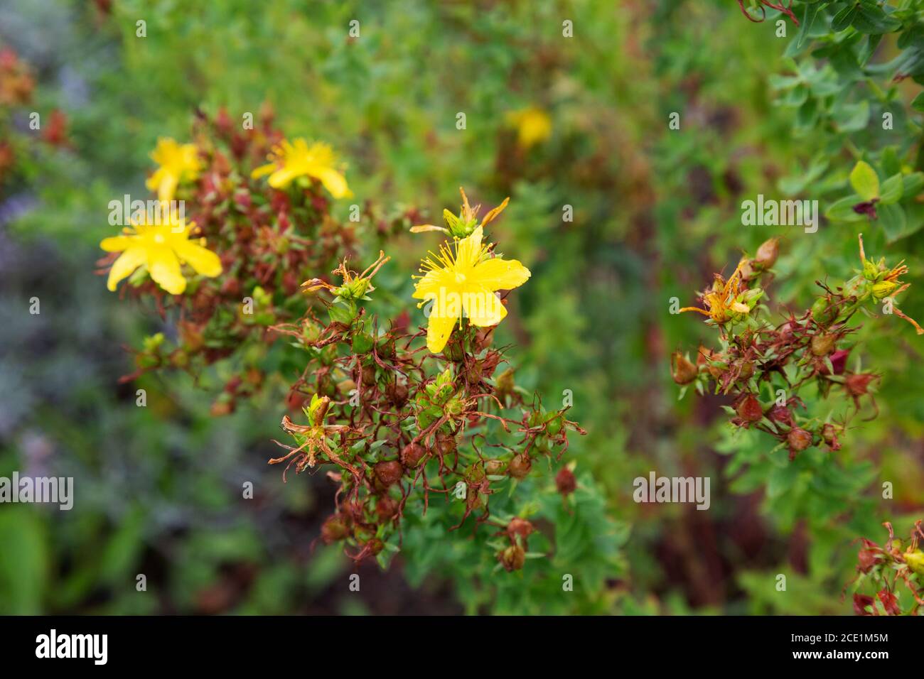 Fiori di erba di San Giovanni; i fiori gialli di erba di San Giovanni, Hypericum perforatum, usato per fare farmaci per trattare la depressione, crescendo nel Regno Unito Foto Stock