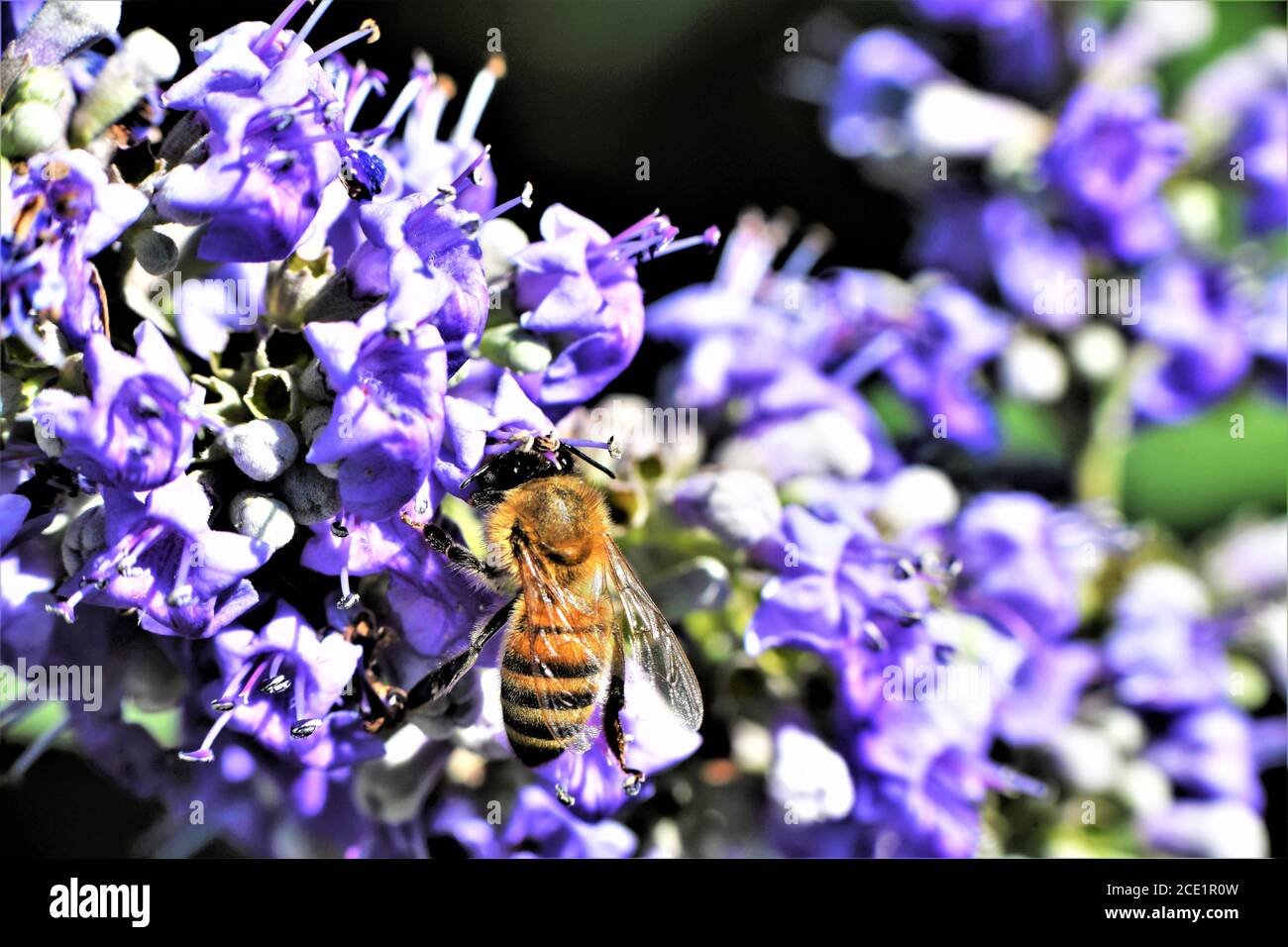 Un'ape di miele su un cespuglio di glicine. Foto Stock