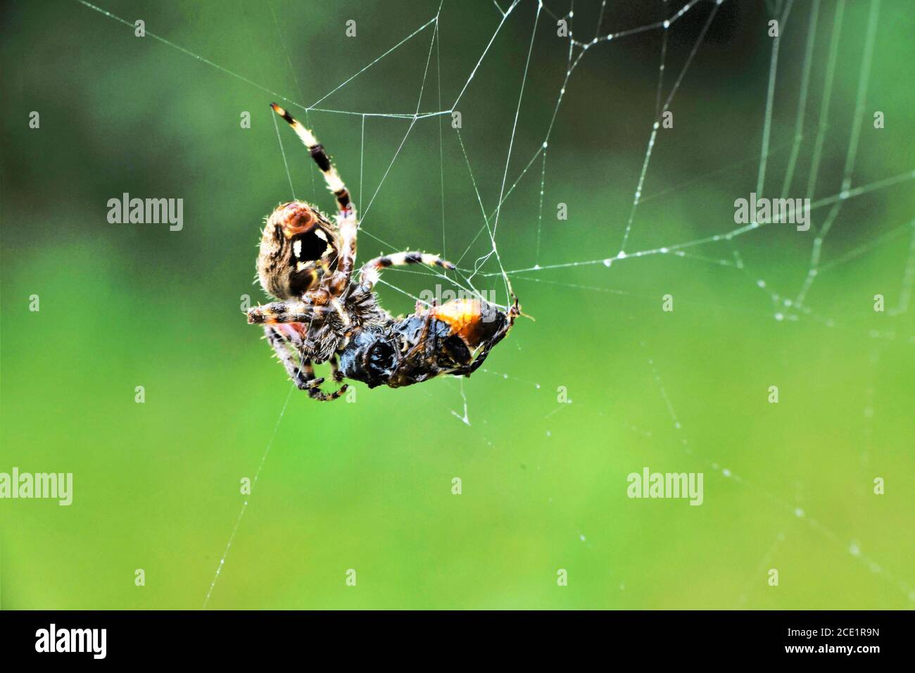 Un ragno nel web divorando la sua preda. Foto Stock