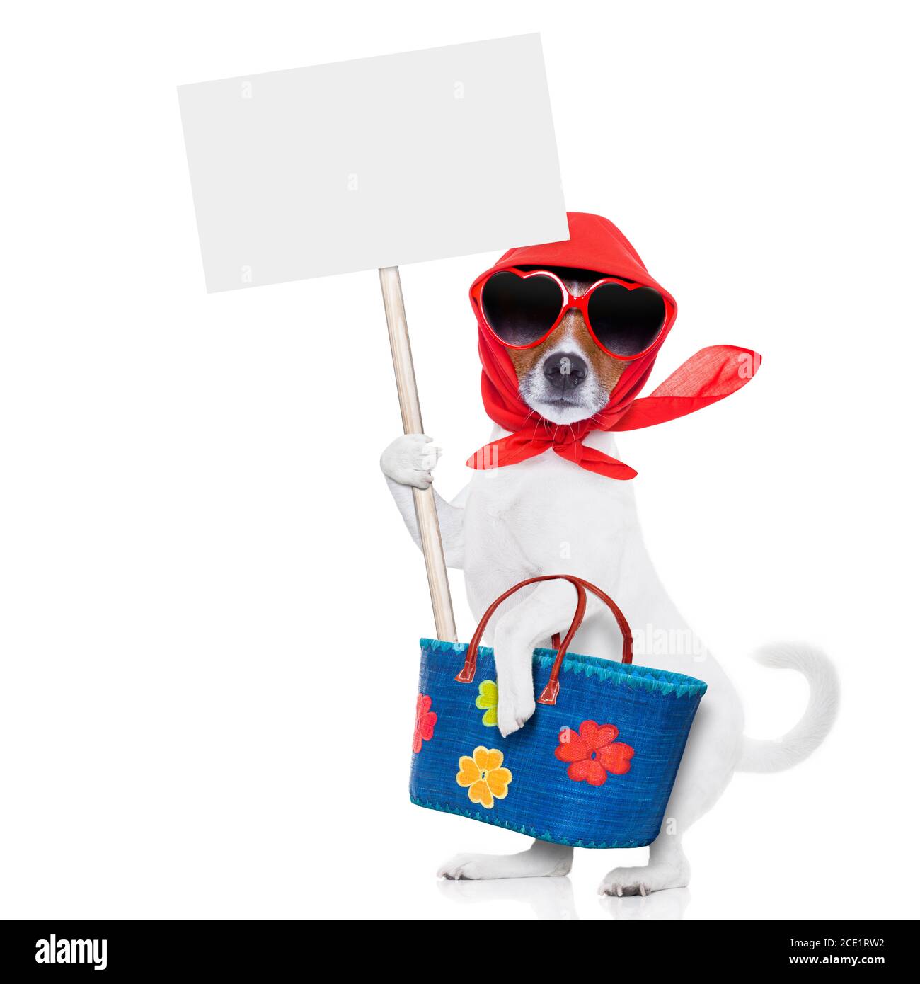 shopping diva cane Foto Stock