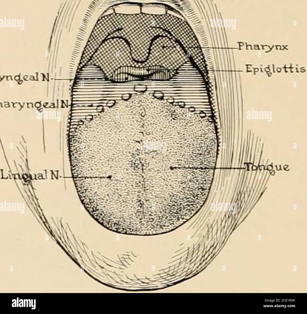 . Anestesia regionale : applicazione tecnica e clinica . / ^^-3y m ^.  Buccinator in. r^A / - Glossofaringeo n. =^ i ^y ^ -*i ^ Ipoqiossal n.Wj^^Um Hvoqlossus m. No. Larj/ngeal Ioide osso genioglosso m i Sumaxiilaiy glandand gangi Fig. 128.-fornitura di nervi sensoriali della lingua. Il nervo linguale è normalmente bloccato in corrispondenza della lingula; i nervi glosso-faringei e laringei superiori sono raggiunti infiltrando la base della lingua (Fig. 130). L'autore non ha esperienza con metodo Hirschels di bloccare il glosofaringeo e vagus nervesat alla base del cranio; ma l'oca Foto Stock