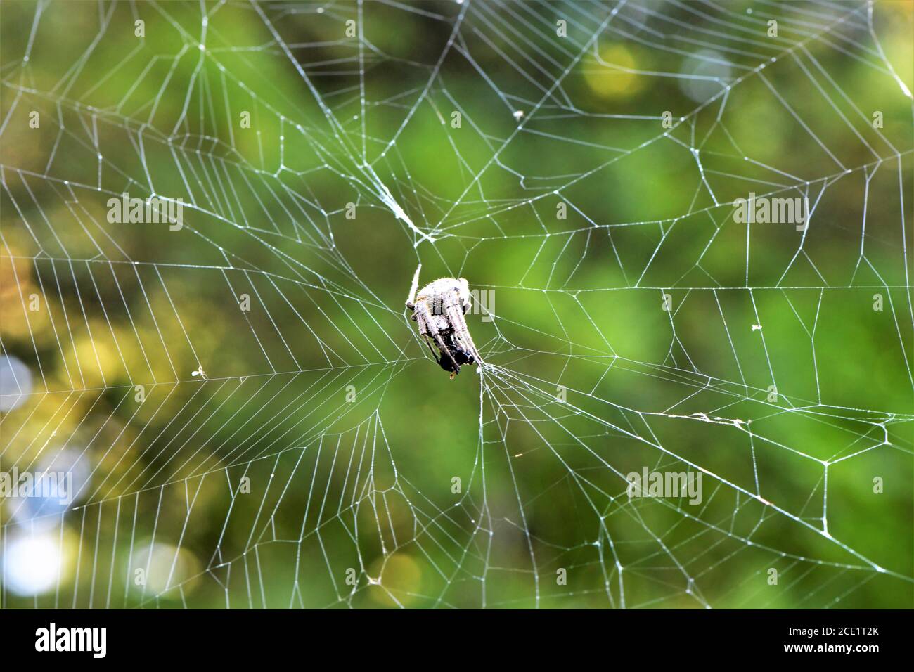 Un ragno nel web divorando la sua preda. Foto Stock