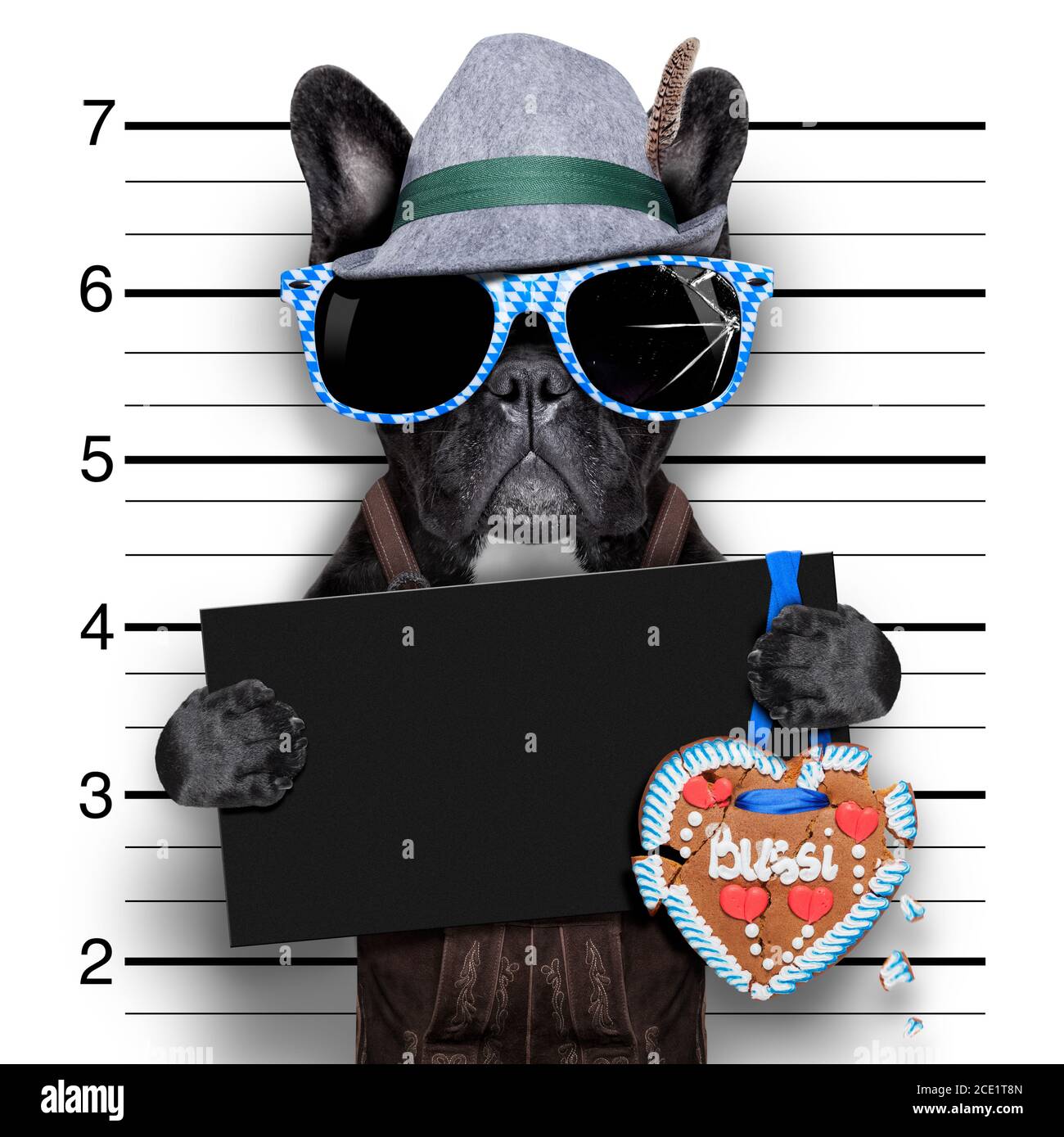 Mugshot cane Foto Stock