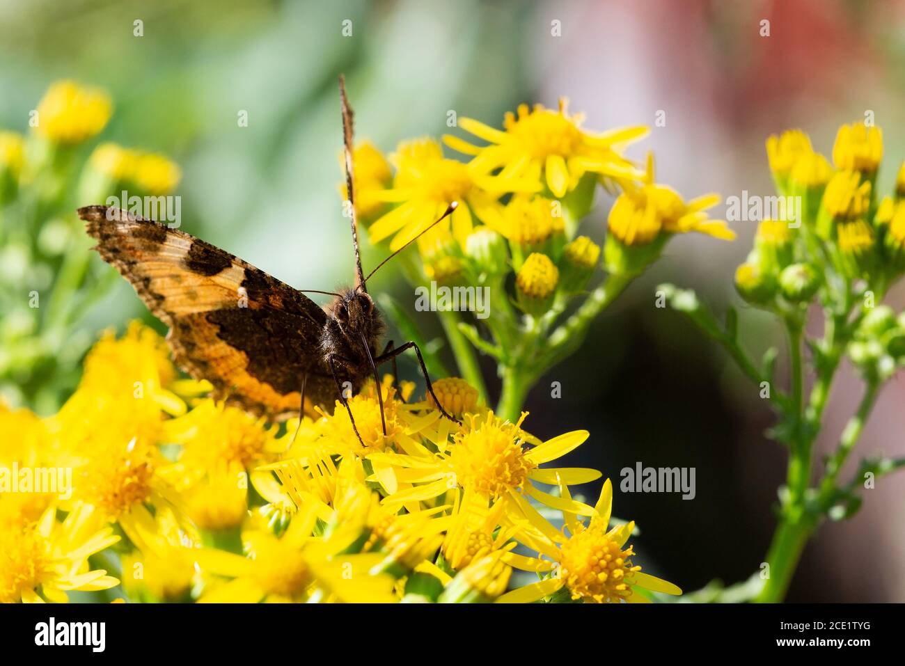 Piccola tortoiseshell farfalla di alimentazione su ragwort giallo Foto Stock