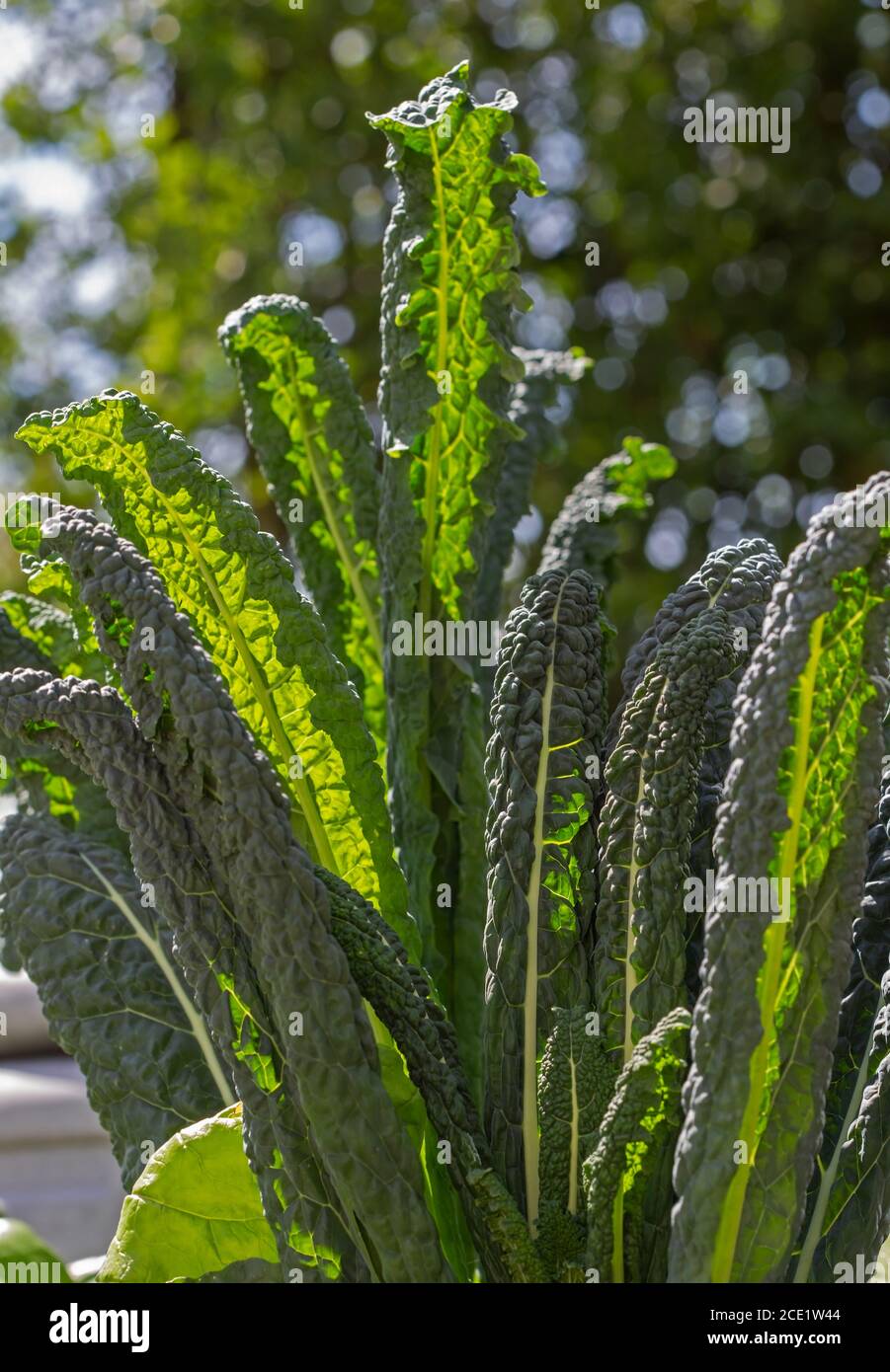 Lacinato kale una verdura popolare Foto Stock