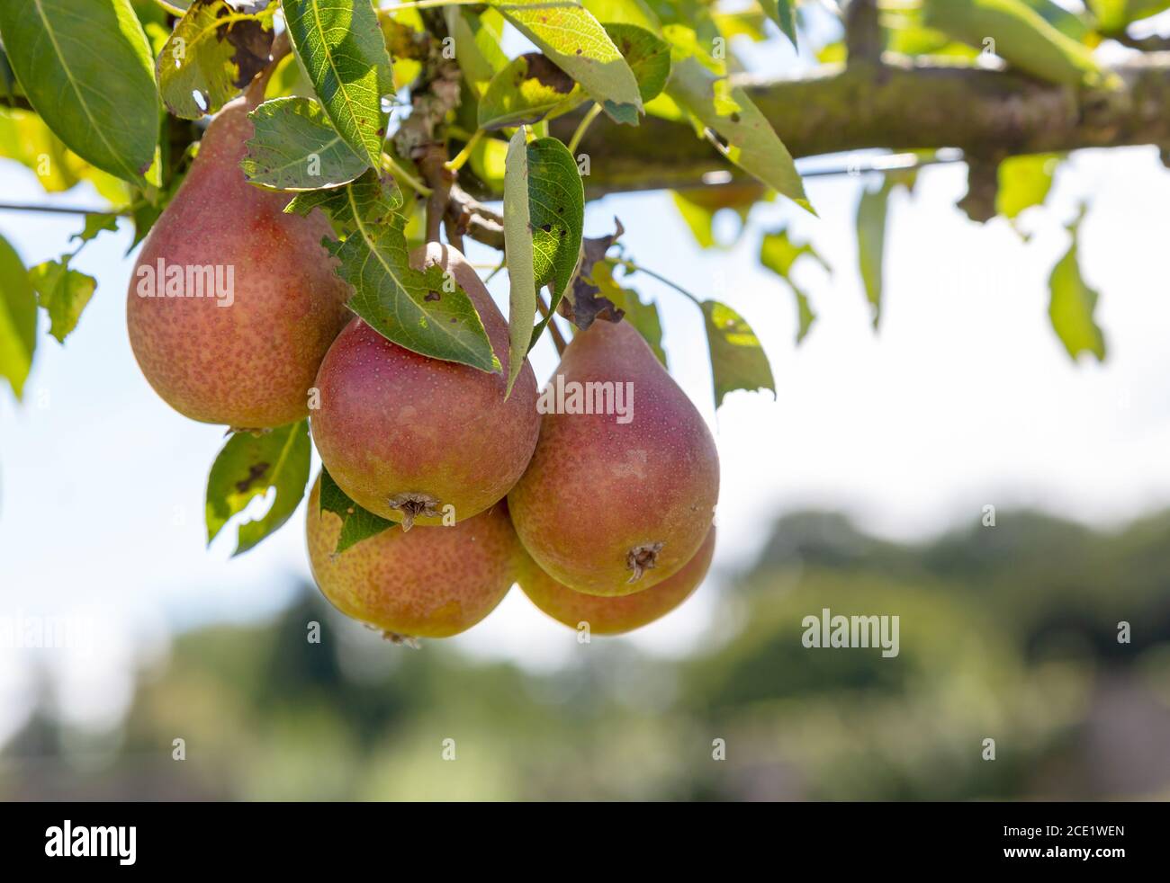 Louise Bonne di pere di Jersey che crescono su un albero Foto Stock