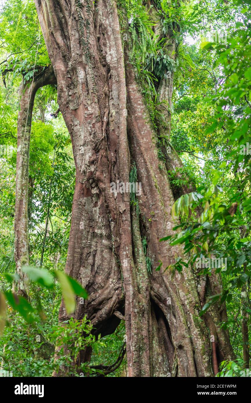 Grande fico piangente nel Gunung Leuser National Park on L'isola di Sumatra in Indonesia Foto Stock