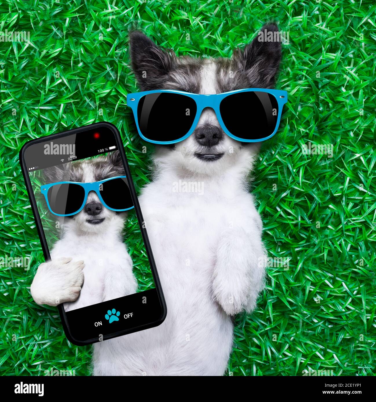 cane selfie Foto Stock