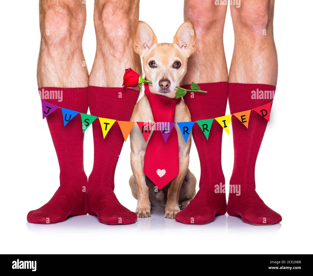 san valentino matrimonio cane innamorato Foto Stock