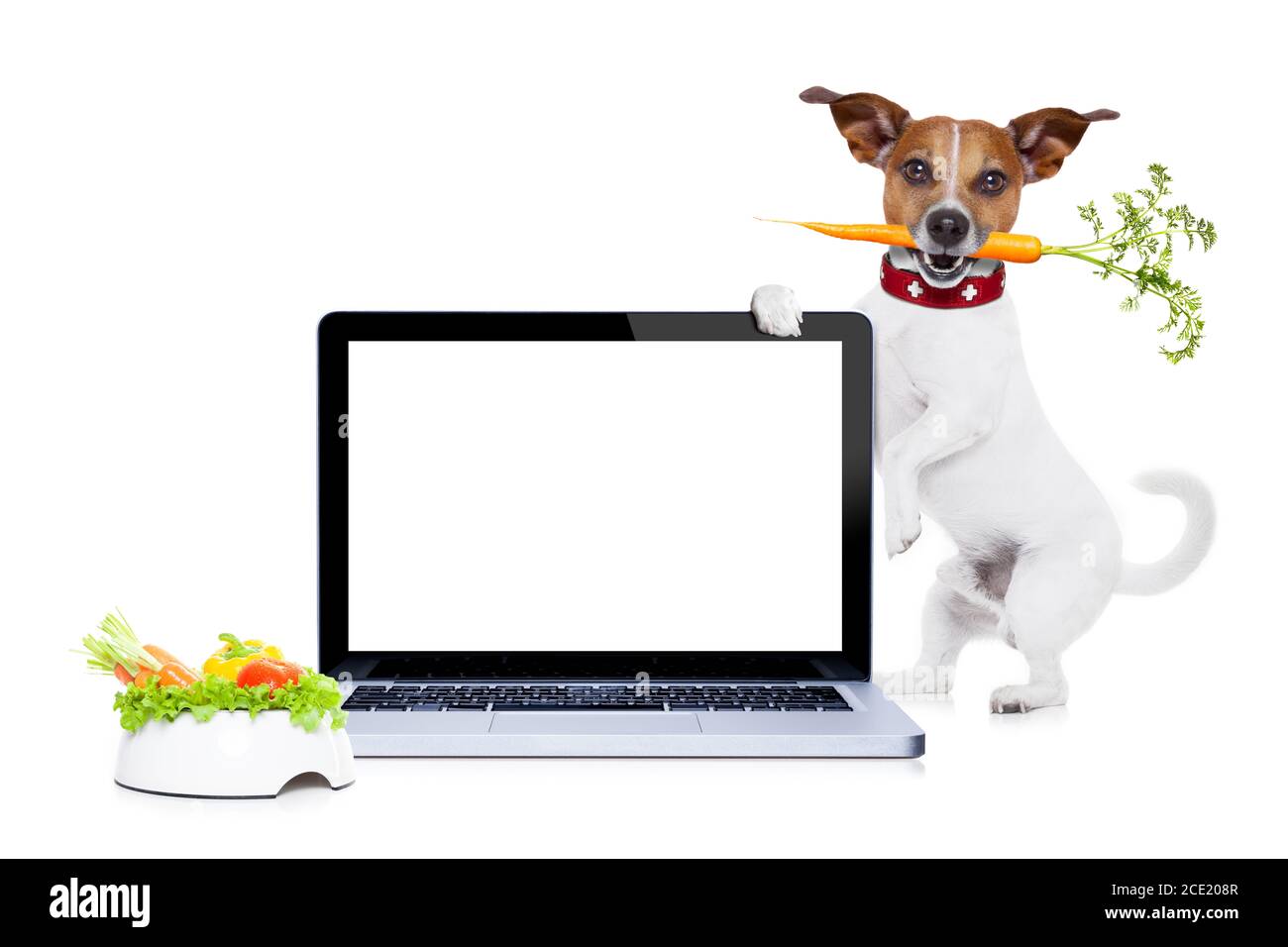 cane affamato con una ciotola vegana sana Foto Stock