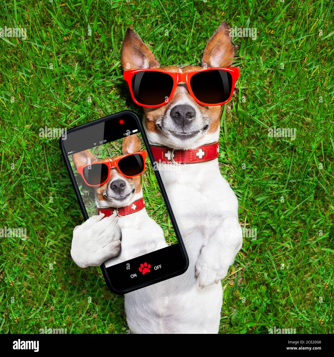 simpatico cane selfie Foto Stock