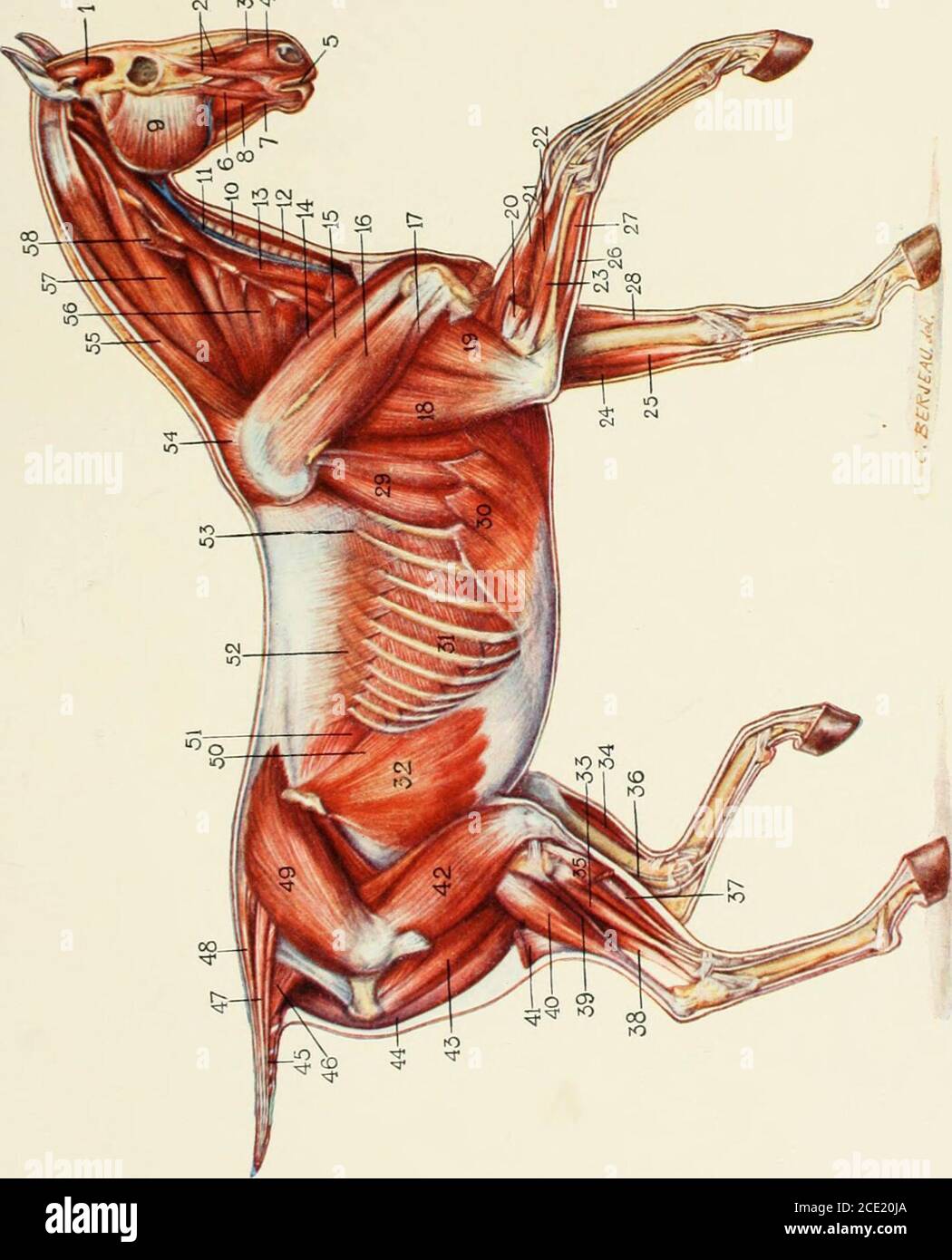 . Il cavallo, il suo trattamento in salute e malattie con una guida completa all'allevamento, alla formazione e alla gestione . 20. Pedis estensore. 21. Estensore metacarpi magnus. 22. Estensore metacarpi oblio. 23. Extensor suftraginis. 24. Pedis di flexor perforatus. 25. Flexor metacarpi internus.2fi. Ulnaris acces.sorio. 27. Flexterni metacarpi externi. 28. Estensore metacarpi magnus. 29. Serratus magnus. 30. Olilicpius abdominis externi. 31. Intercostumi esterni. 32. Oblichus abdominis internus. 33. Peroueo. 34. Metatarsi flessionale. 35. Metatarsi flessionale nella sezione.30. Accessori flexor. 37. Pedis estensore. 38. Foto Stock