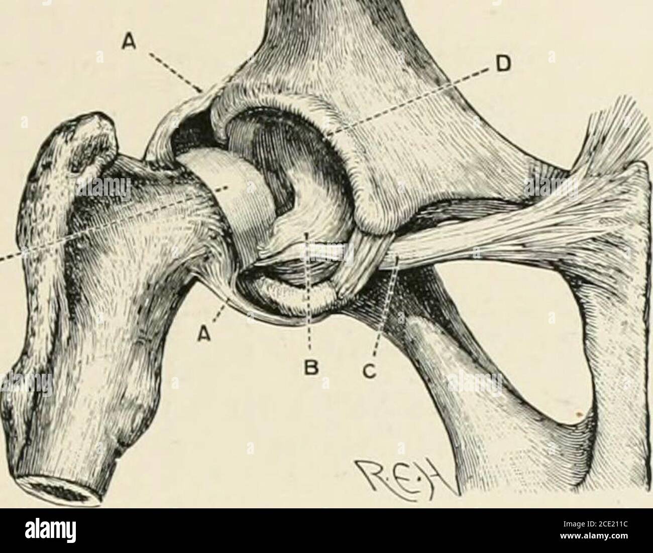 Cavità cotiloidea immagini e fotografie stock ad alta risoluzione - Alamy