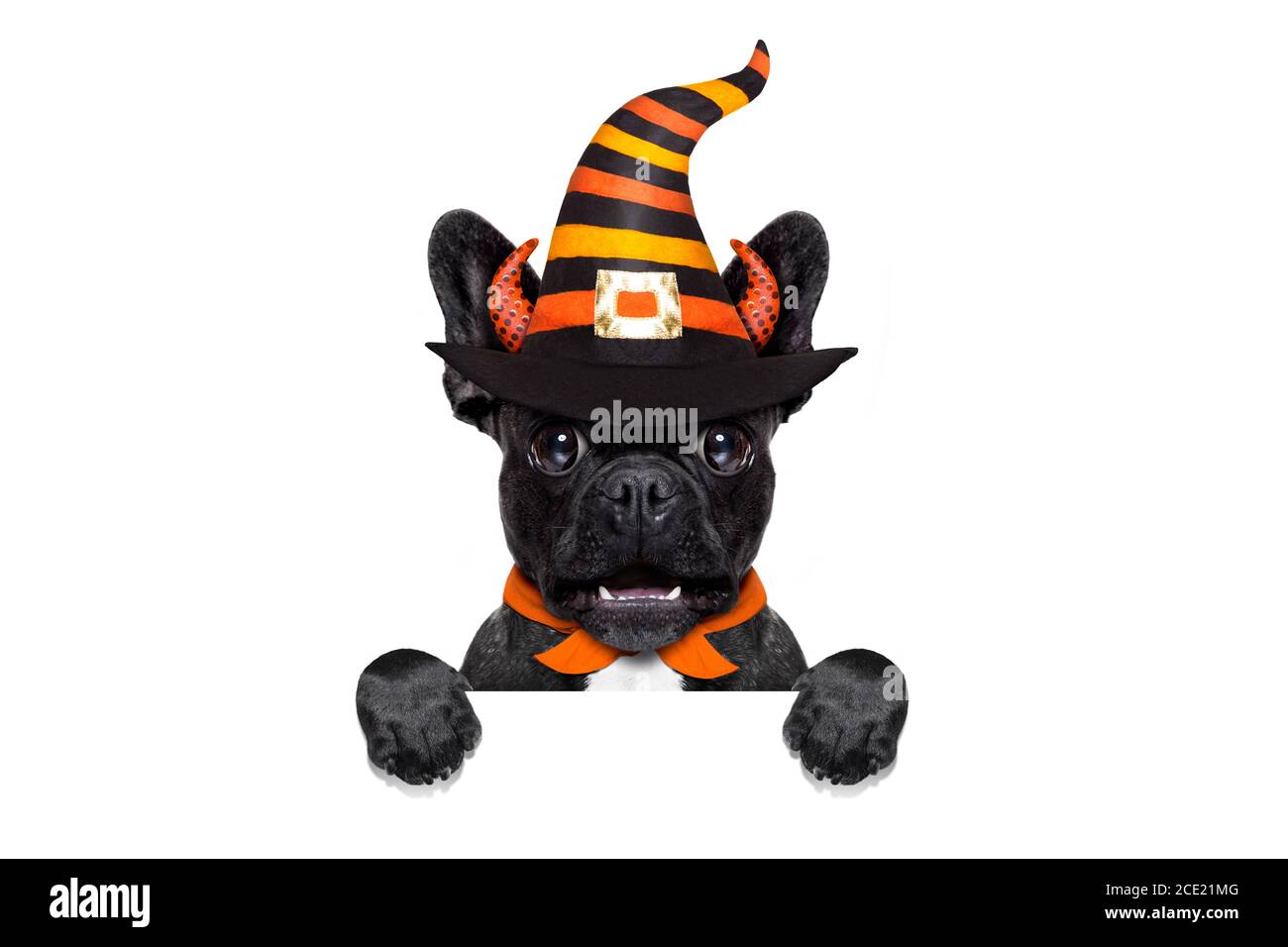 cane di halloween Foto Stock