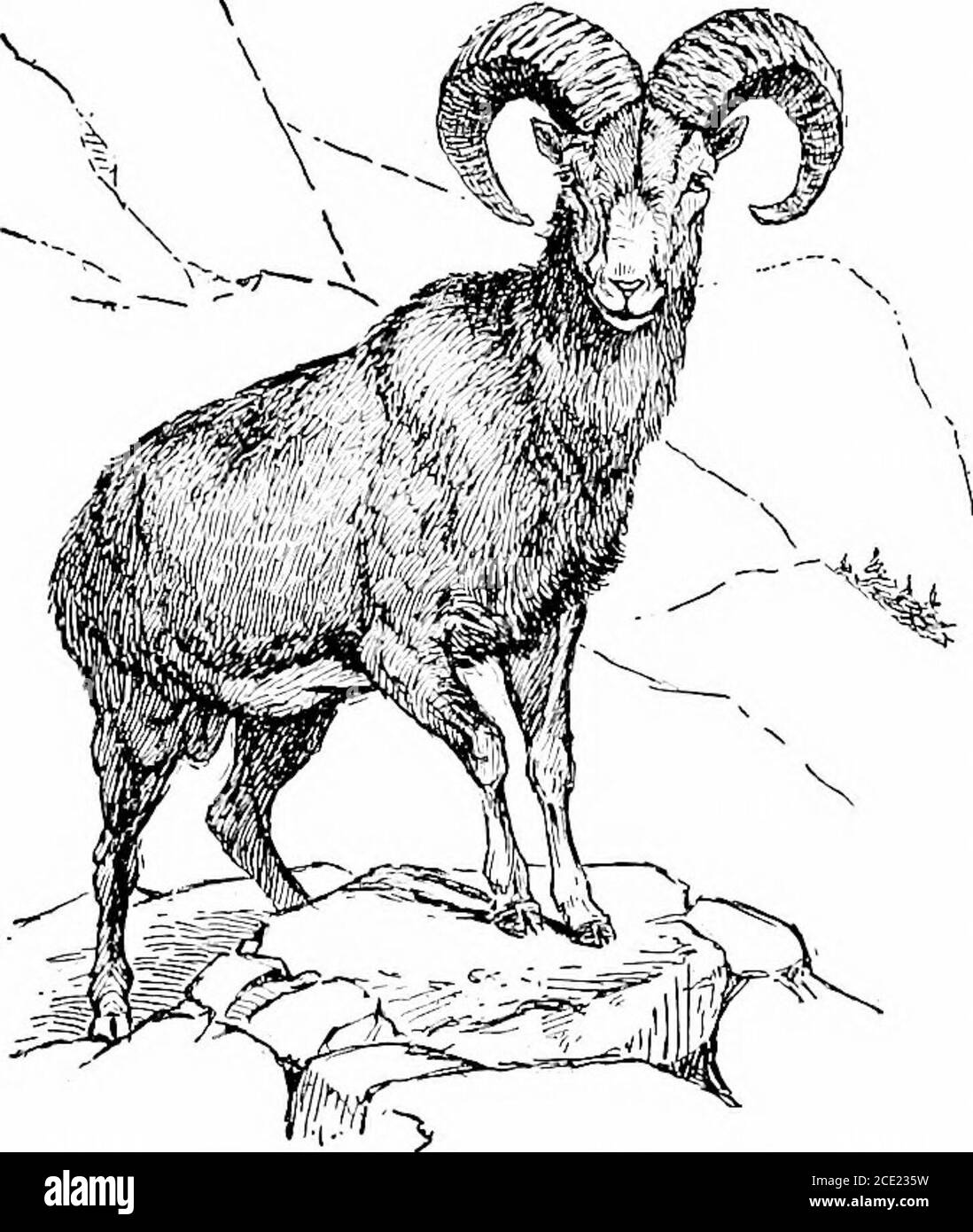 . Agricoltura produttiva . ne. Tali argomenti come questi possono essere iised, origine e miglioramento del Hog, alimentazione di cani, soldi in cani, trattamento di malattie di cani, come produrre carne più conveniente, tempo di anno toraise cani per fare la maggior parte dei soldi da loro. CAPITOLO XIV PECORA si ritiene generalmente che l'Arga d'Asia, E il Musi-mon delle isole di Creta e Cipro, sono i veri genitori della nostra pecora domestica. L'Argaha è fondata sulle pianure e i lati di terraferma dell'Asia, e il Musimon si trova sulle isole di Corsica e Sardegna nel Mar Mediterraneo-terrano. Bothof questi ty selvaggi Foto Stock