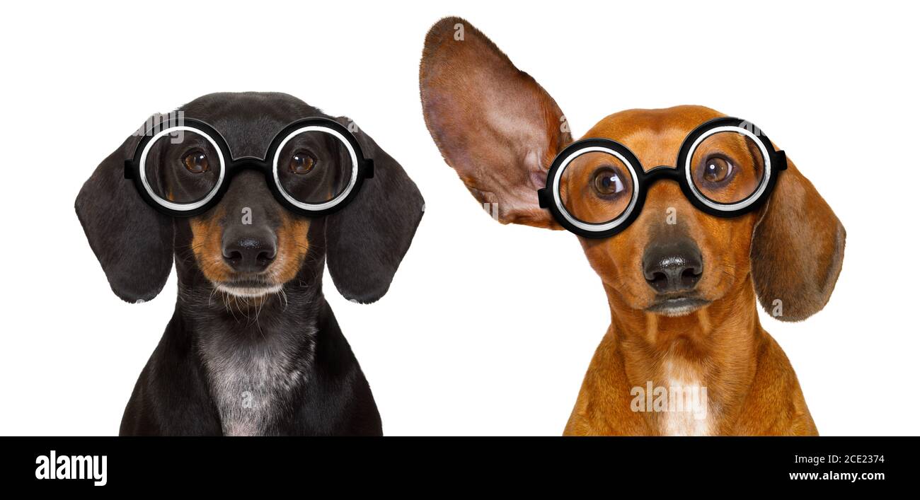 coppia di dachshunds stupidi nerd Foto Stock