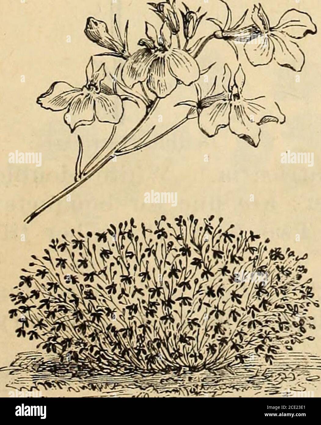 . Manuale di Richard Frotscher per l'almanacco e il giardino per gli stati del sud . d. Dovrebbe essere seminato in un letto caldo se seminato presto. Hclilliy^uin ioiioiiistrosiiiin album. Bianco EverlastingFlower. Fiori doppi molto showy. Un metro e mezzo di altezza. HeliclirysiiIII nionstrosiiiIII riibruni. EverlastingFlower. Molto ornamentale. Un metro e mezzo di altezza. Dicembre tillAprile. Non si trapiantano bene. Hclaiithus fl. pi. Girasole a doppia fioritura. Una pianta ben conosciuto, con fiori gialli da showy. Il doppio è spesso coltivato nel giardino fiorito. Le singole varietà sono coltivate principalmente per la theseed. Sono s. Foto Stock