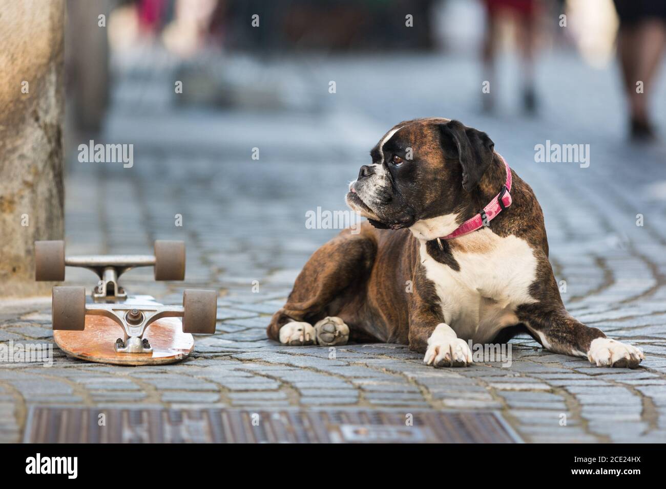 Bel cane da boxe tedesco con colletto rosso, sdraiato all'aperto sulla strada che protegge lo skateboard del suo proprietario Foto Stock