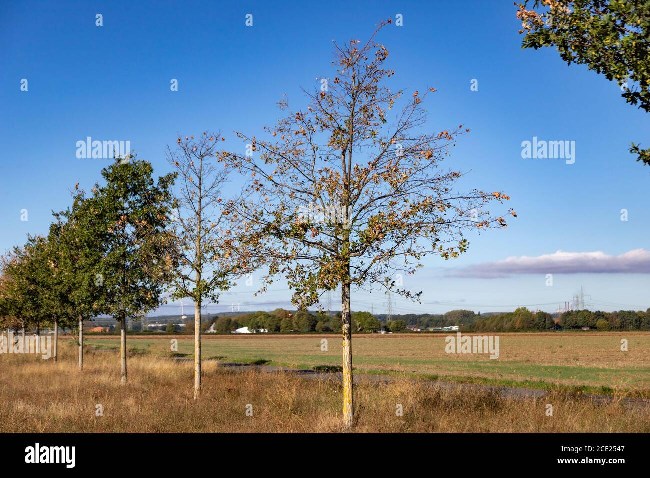 fila di giovani alberi in campagna, due alberi sono morti a causa di meno acqua, all'aperto Foto Stock