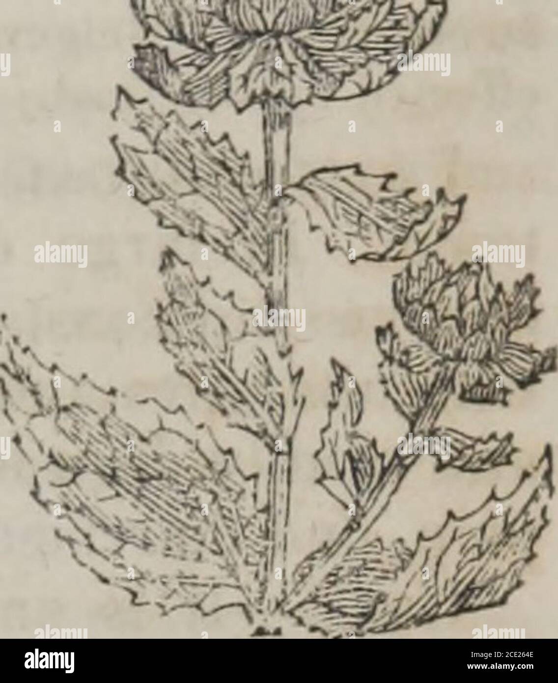 . Gli elementi di materia medica e terapeutici (Volume 2): Sostanza amara, solubile in alcol, etere e acqua bollente; insolubile in oli fissi. La sua soluzione acquosa forma un precipitato sull'aggiunta diacetatc di piombo. Non fornisce tracce di azoto quando decomposto dal calore. 2. Resina.-bruno, inspide, inodorosa; molto solubile in alcool e soluzione alcalina, ma insolubile in etere. Effetti fisiologici.- l'erba è tonica e leggermente diaforetica: Itsdecozione causa vomito i semi sono diaforetici (Murray, App. i.151-3. Usi: L'infusione fredda viene utilizzata come tonico in de Foto Stock