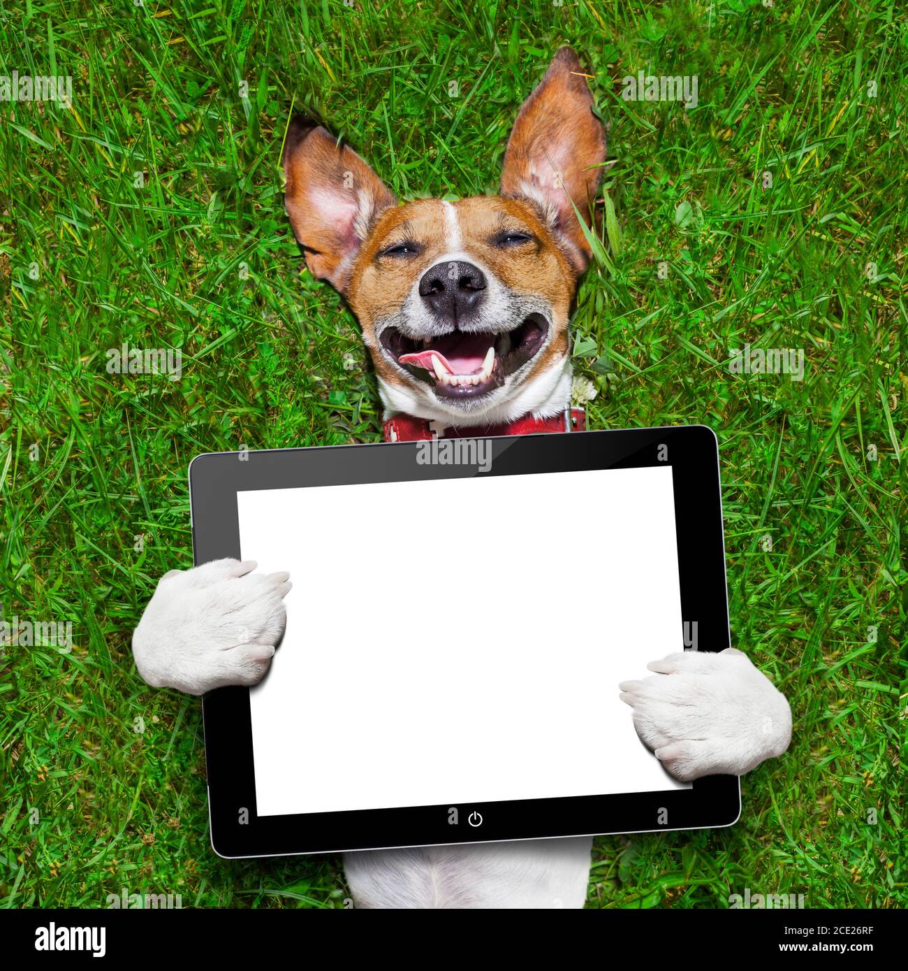 cane che tiene la compressa Foto Stock