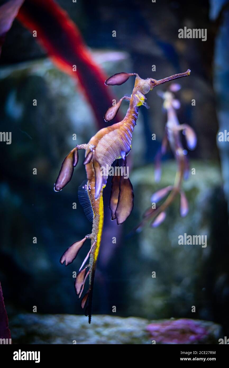 Sea Dragon cavalluccio marino nuotare attraverso l'acqua Foto Stock