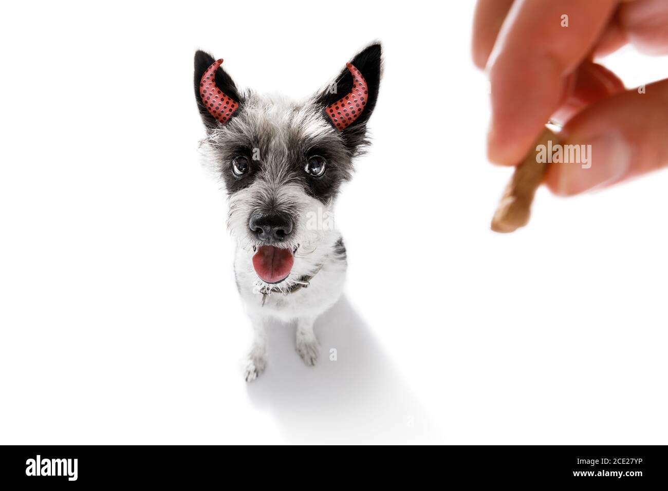 halloween cane fantasma trucco o trattare Foto Stock