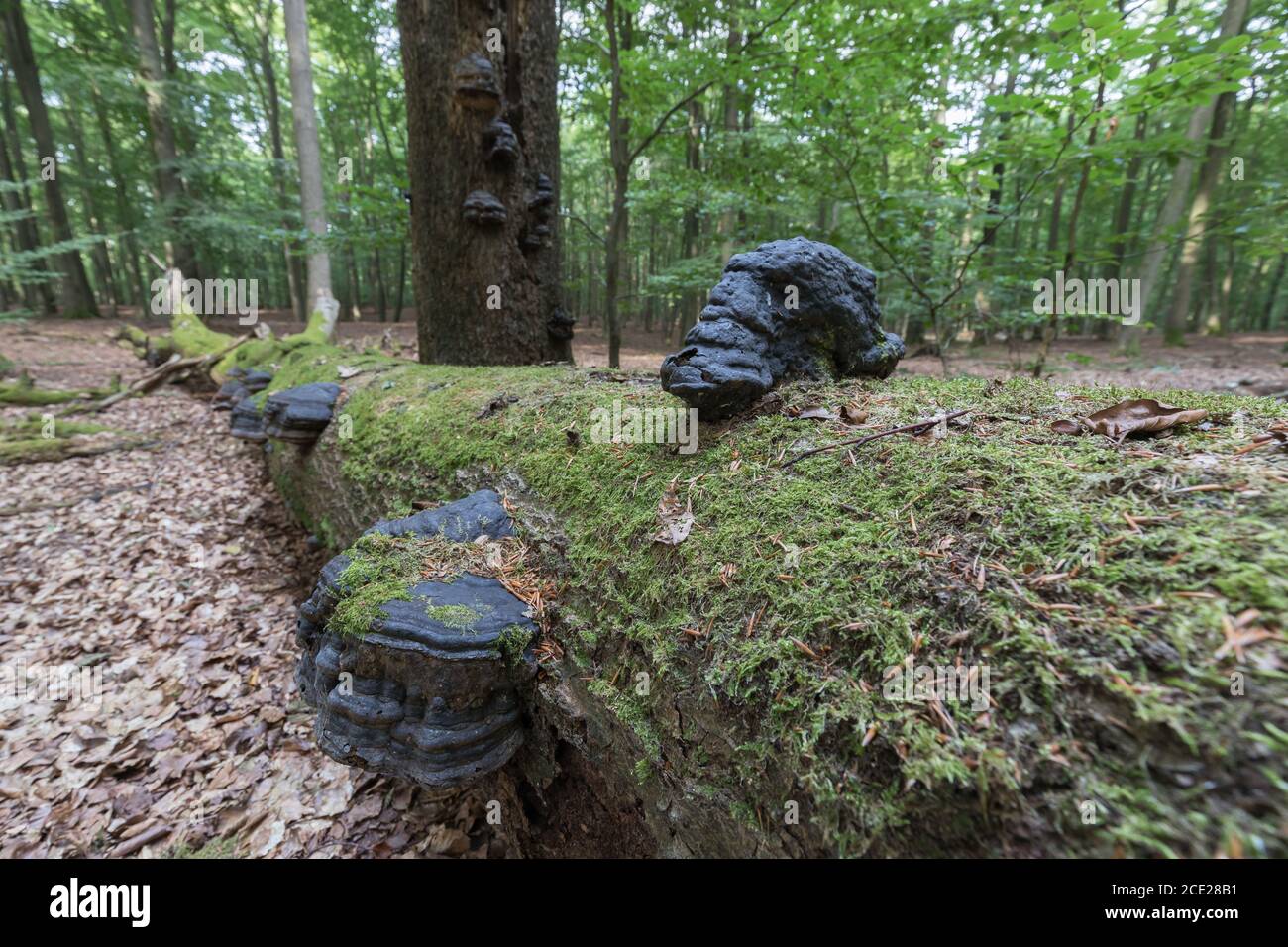 funghi spugnosi in legno morto nella foresta naturale Foto Stock