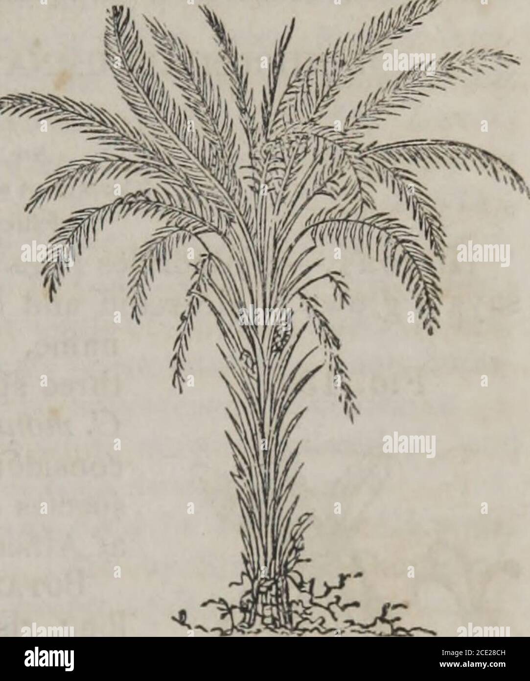 . Gli elementi della materia medica e delle terapie (Volume 2) . a. Draghi sangue nella canna; draghi sangue in bastoni; Sanguis Draconis in baculis Si presenta in fette bruno-rossastre scure, di lunghezza da dodici a diciotto pollici, e da un quarto a mezzo pollice di diametro, avvolta con la foglia della palma Talipat (Corypha umbraculifera), e legato con slanciate scorze di canna (probabilmente il gambo di Calamus petrceus). È sup-posed per essere ottenuto da una specie di Calamus, forse C. Draco. /3. Sangue di draghi in masse ovali; sangue di draghi in gocce; Sanguis Draconis in lachrymis,Martius Foto Stock