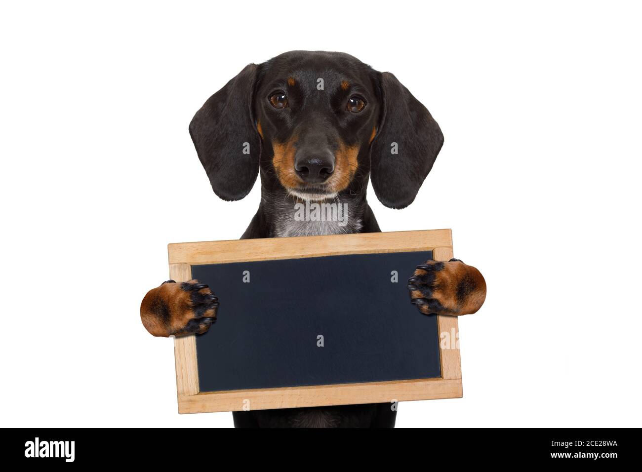 dachshund sausage cane banner Foto Stock