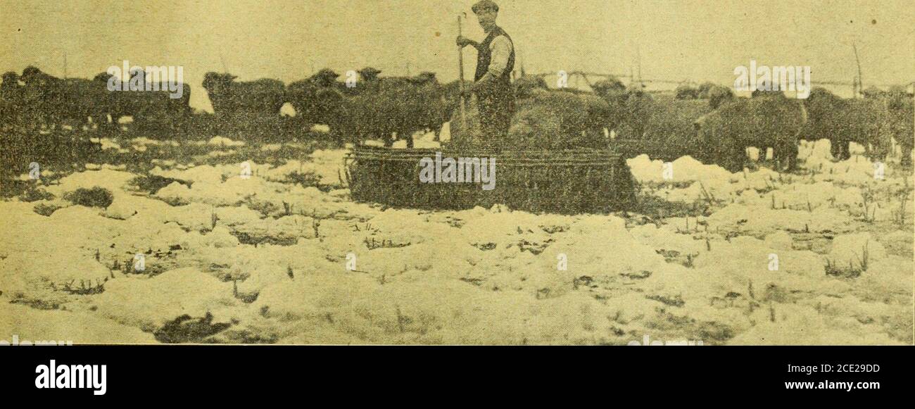 . Coltivatore e allevatore. L'uomo è probabile diventare. 1 offrire i seguenti suggerimenti come uno schema che ritengo sia lavorabile e che potrebbe essere reso soddisfacente ad entrambi* lati. Quello che propongo è che, ad esempio, per quanto riguarda l'azienda agricola amixata, in parte lattiero-casearia e in parte coltivabile, il personale dell'allevamento dovrebbe avere un proprio dipartimento. Prendete il magazzino! Il cowman, con assistenti che si accordano al numero di mucche mungite, dovrebbe prestare attenzione alle mucche e non fare altro. Penso che, assodando, si prenderebbero più interesse per il lavoro, diventerebbero più efficienti, e si potrebbe produrre più latte a un costo inferiore. In inverno il da Foto Stock