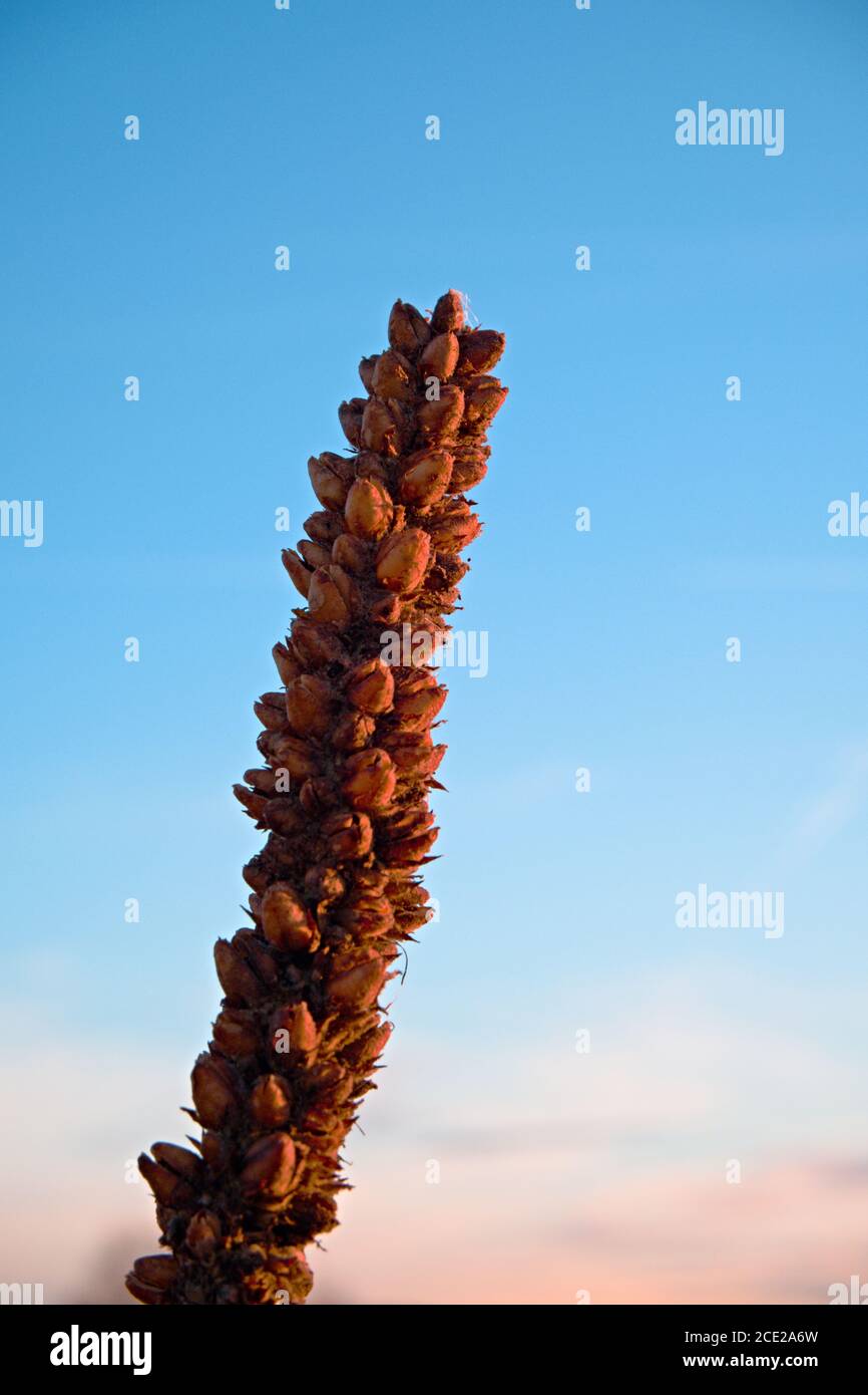 Un grande Mullein europeo secco in inverno, nome scientifico Verbascum thapsus Foto Stock