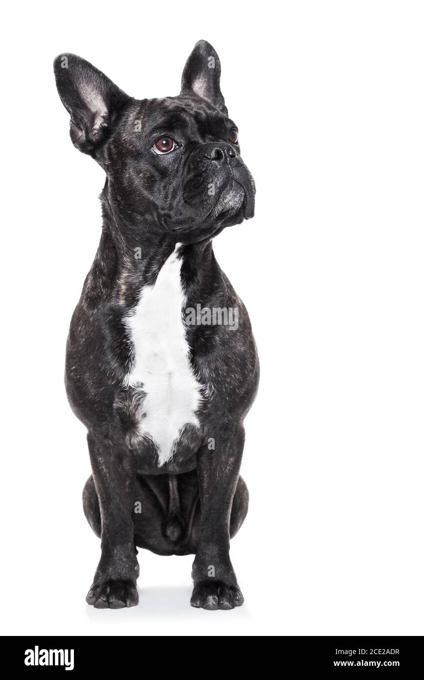 bulldog francese Foto Stock