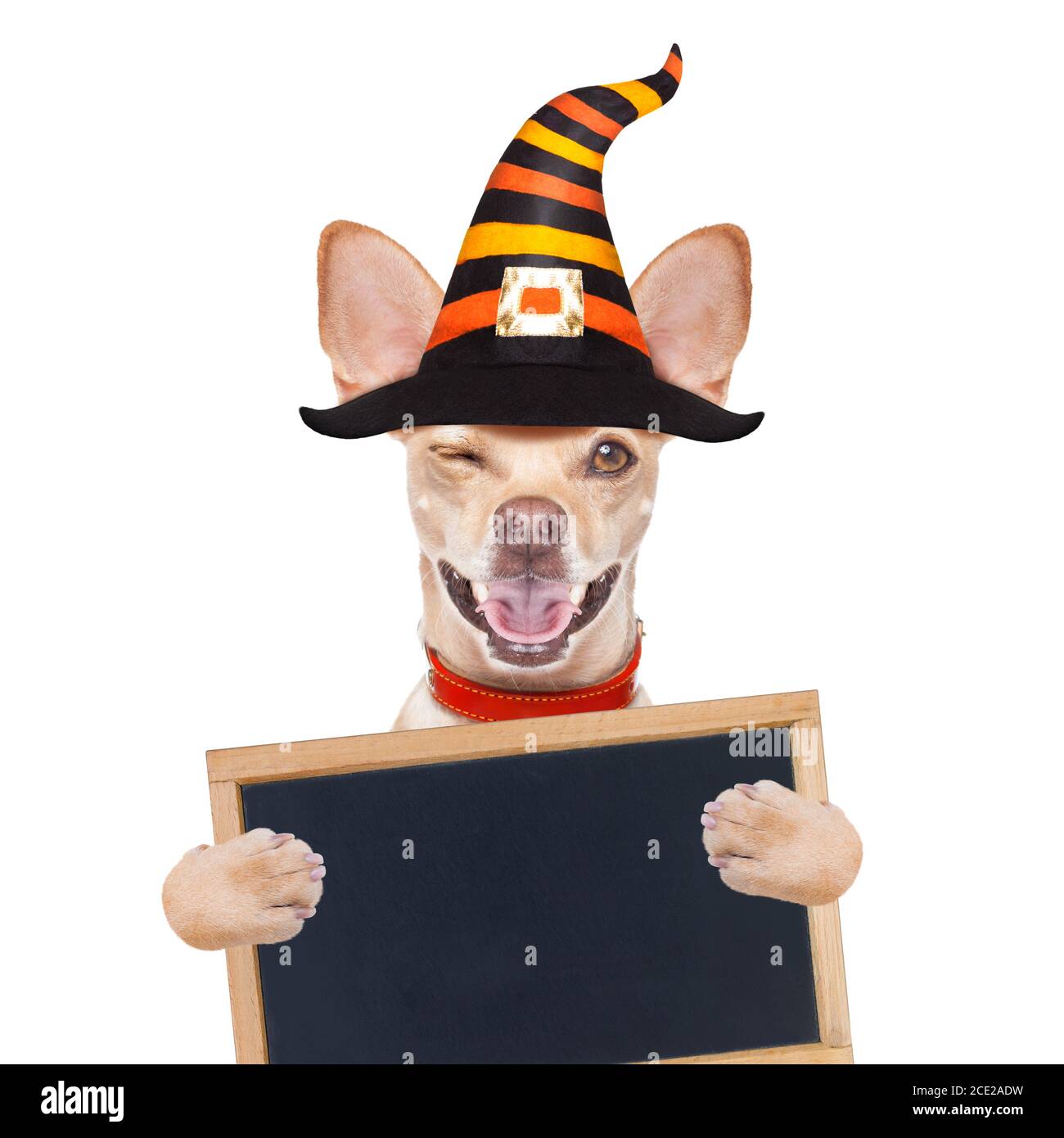 halloween cane fantasma trucco o trattare Foto Stock