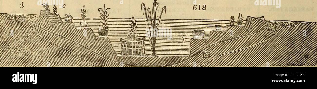 . Enciclopedia del giardinaggio; ebulo, Saponaria officinalis, Saxifragaumbrosa, Scabiosa sylvatica. Spiraeaaruncus, StcUaria gramiuea, nemo-rum, Teutrium Scorodonia, Viciadumetorum, sylvatica, Viola canina.Didlis. ^linea Vllium. Crocus vemus, Fritillaria imperialis, meleagris, fu- maria bnlbosa, Galanthus nivalis, Helleborus hyemalis, Scilla non-scripta, Ofrys aifera, muscifera, ovata. Orchis bifolia, maculata, mili-taris, Oxalis acetosella, Sanguinariacanadensis. Biennali. Cynoglossum officinale, .syl-vaticum. Digitalis purpurea, p. flo.albo, Monarda punctata. Annuari duri. Antirhinum Foto Stock