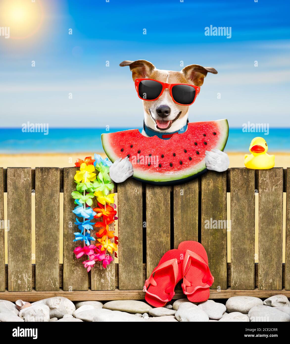 cane sulla spiaggia durante le vacanze estive Foto Stock