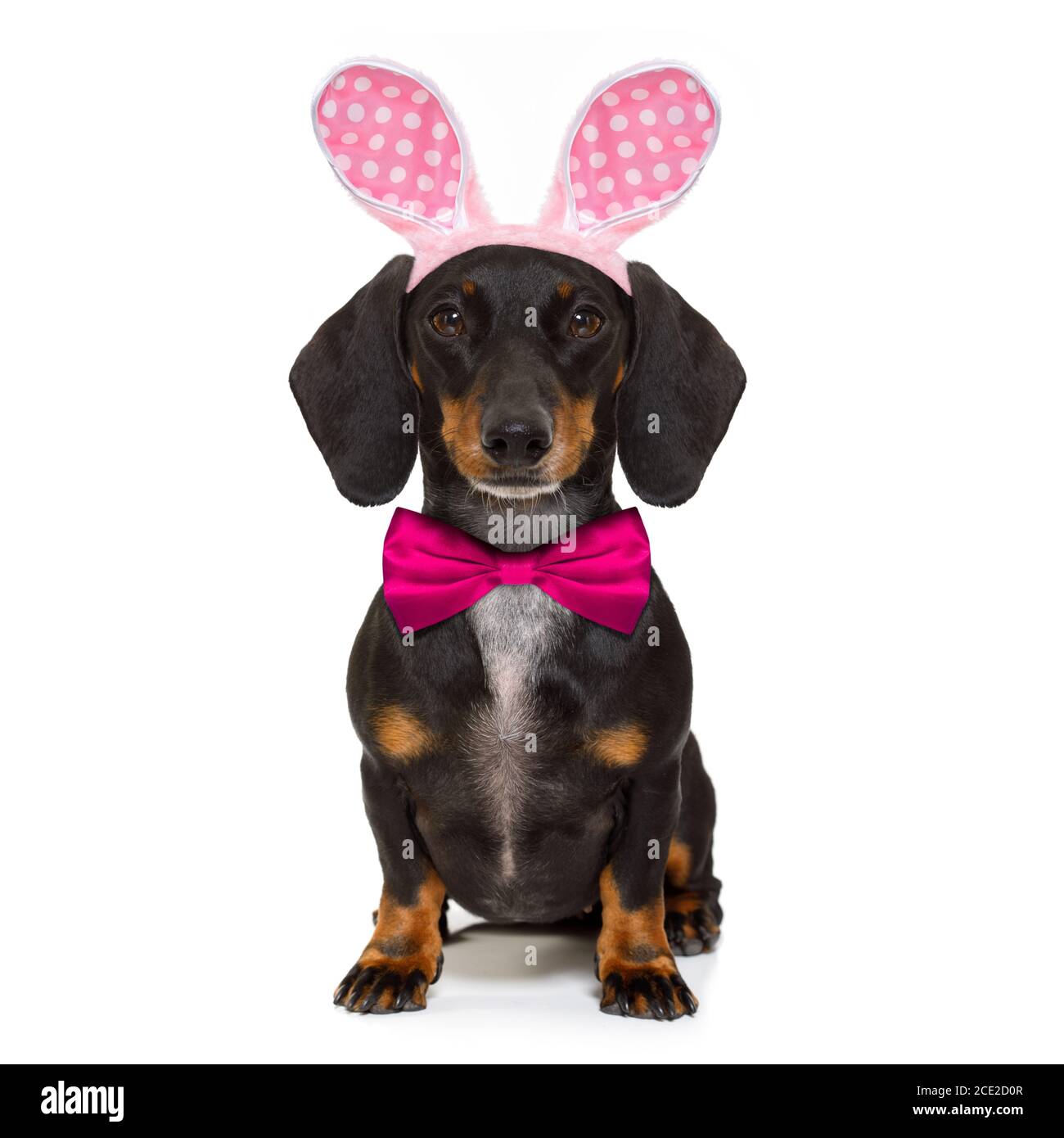 bunny pasqua orecchie cane Foto Stock