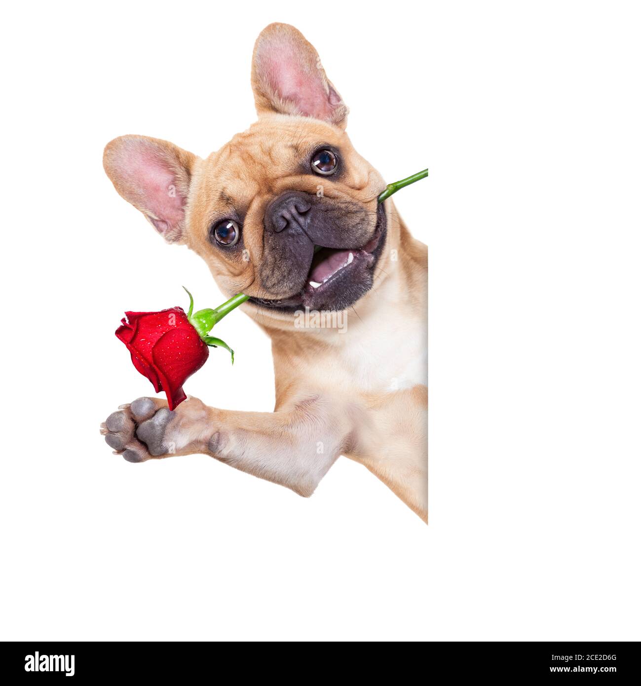 Valentines cane Foto Stock