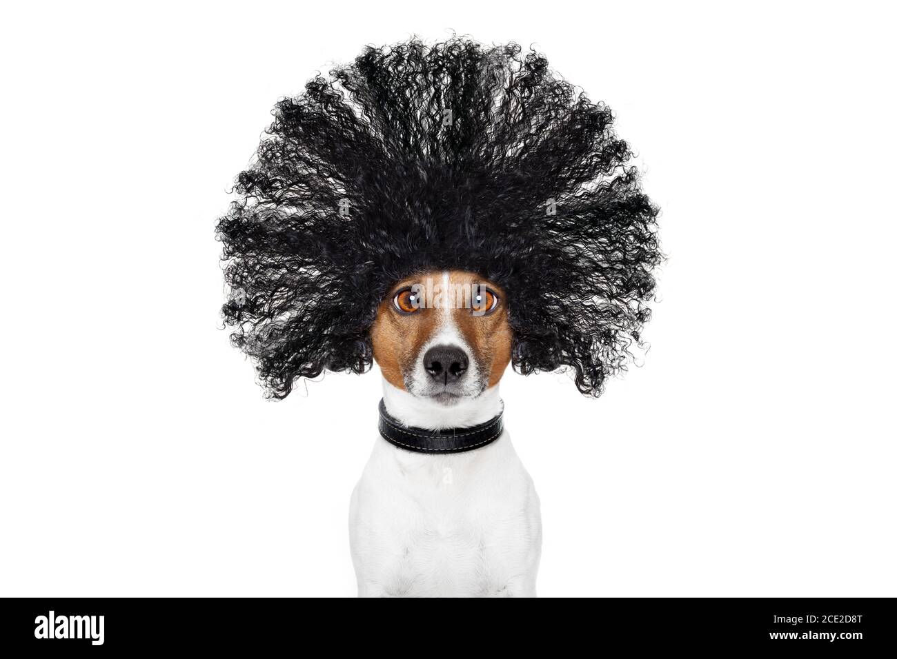 cane di cura presso i parrucchieri Foto Stock