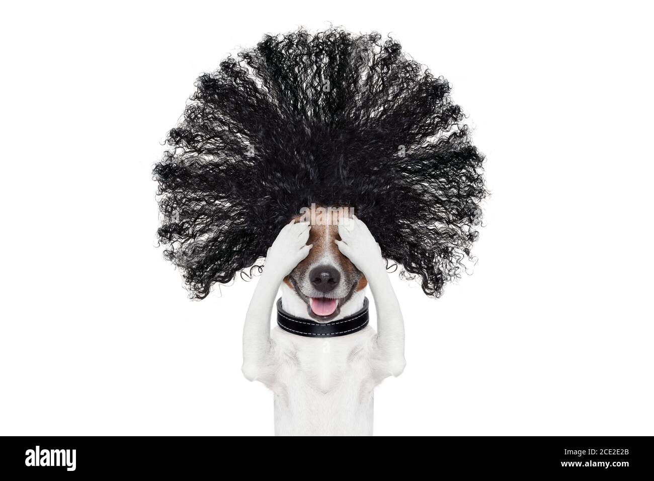 cane di cura presso i parrucchieri Foto Stock
